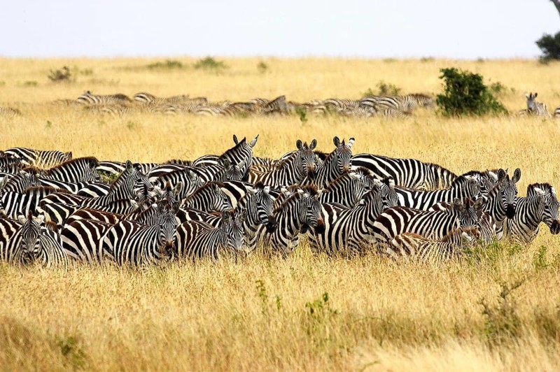 Burchell's Zebra (equus burchelli), Herd at Masai Mara Park in Kenya