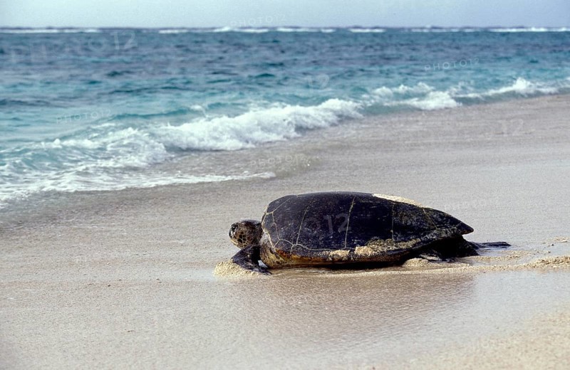 LOGGERHEAD SEA TURTLE (caretta caretta), ADULT GOING BACK TO SEA AFTER LAYING EGGS, AUSTRALIA
