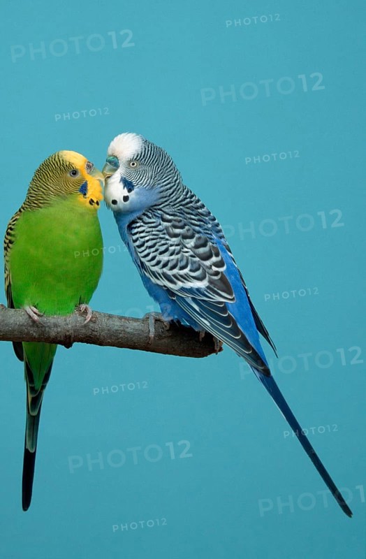 Budgies, pair, male courtship, budgerigar (Melopsittacus undulatus)