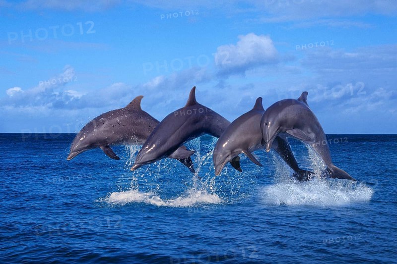 Bottlenose Dolphins (Tursiops truncatus)
