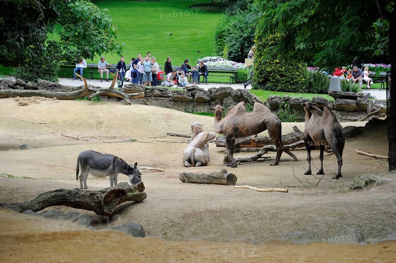 Bactrian camels, Antwerp, Antwerp Zoo, Flanders, Belgium, Europe