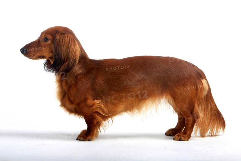 Longhaired dachshund, red, dachshund, dachshund, lateral