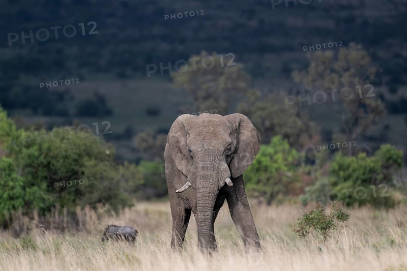 African elephant (Loxodonta africana) bull, Lush Private Game reserve, Pilanesberg National Park, South Africa, Africa