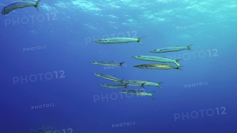 Group of Yellow-tail Barracuda (Sphyraena flavicauda) swims in blue depth sea, Red sea, Safaga, Egypt, Africa