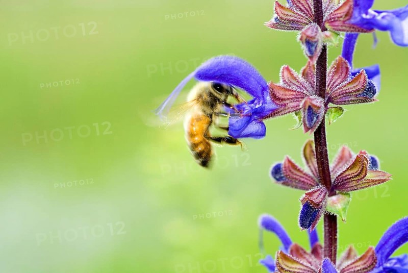 Macro of a Honey bee (Apis mellifera) on a meadow clary or meadow sage (Salvia pratensis) Italy
