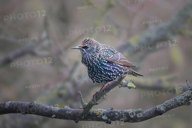 Common starling (Sturnus vulgaris), adult bird sitting in a plum tree, Rhineland-Palatinate, Germany, Europe