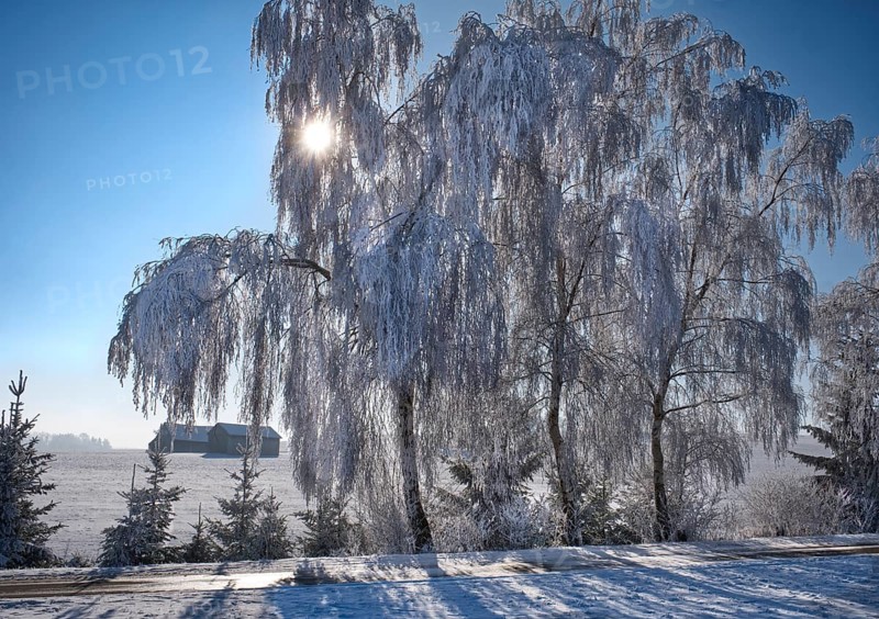 Frosted birch trees (Betula) against the light, Ellwangen, Baden- Württemberg, Germany, Europe