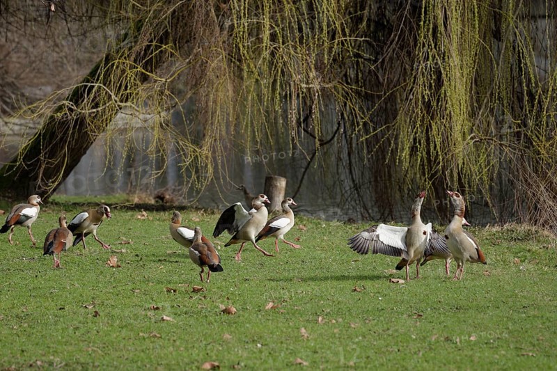 Nile geese on the banks of the Neckar, Nile goose (Alopochen aegyptiaca), Neckar, Neckar valley, Heilbronn-Franken, Baden-Württemberg, Germany, Europe