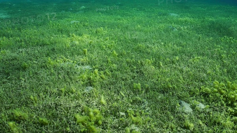 Seabed covered with green seagrass. Seagrass meadow with blooming green Round Leaf Sea Grass or Noodle seagrass (Syringodium isoetifolium) in evening, Red sea, Safaga, Egypt, Africa