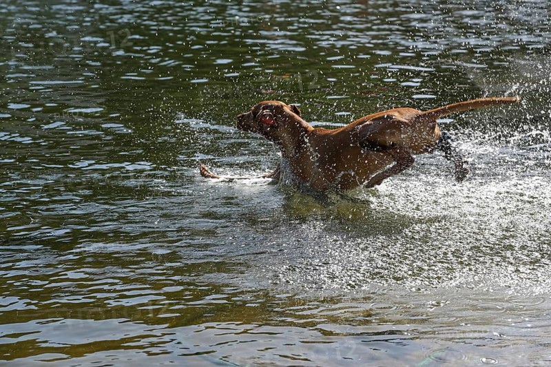 Dog jumping into the water with lots of splashing, fun and refreshment at the lake in the hot summer, copy space, selected focus, motion blur