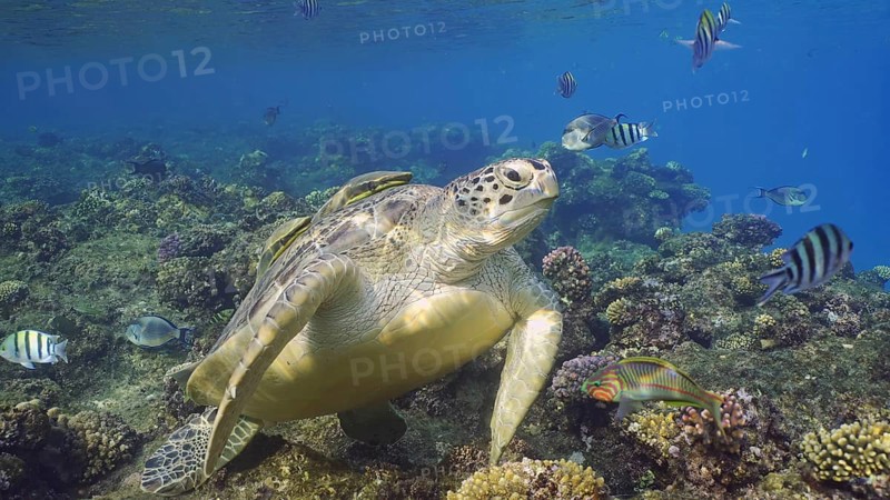 Great Green Sea Turtlle (Chelonia mydas) on top of coral reef around floats school of tropical fish on sunny day, Red sea, Egypt, Africa