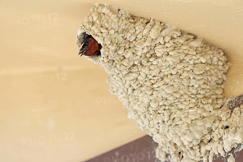 Cliff Swallow, Nest, USA, North America