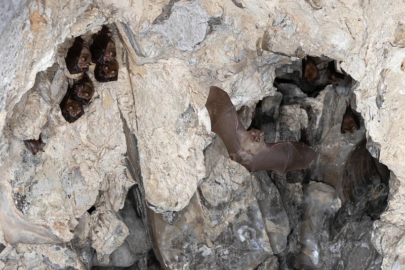Lesser horseshoe bat (Rhinolophus hipposideros) in flight, nursery, bat threatened with extinction in Germany, Thuringia, Germany, Europe