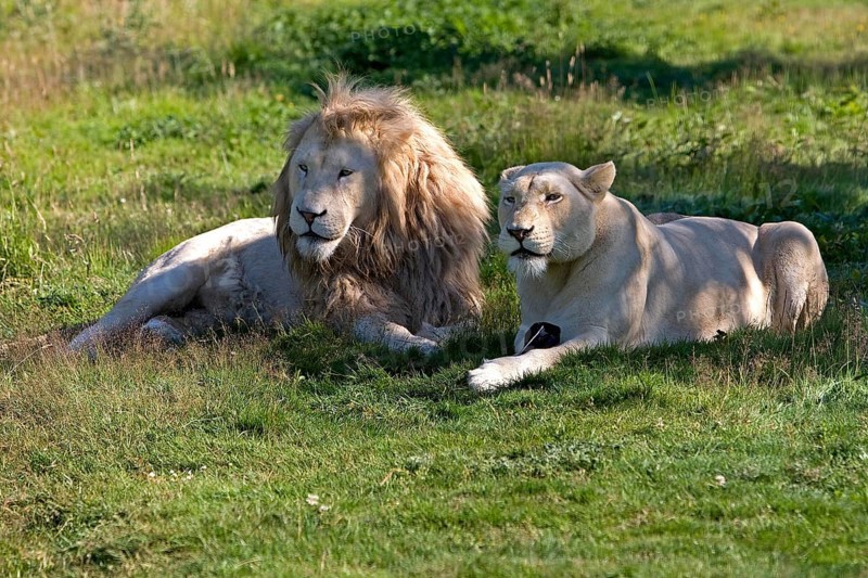 WHITE LION (panthera leo) krugensis, PAIR LAYING DOWN ON GRASS