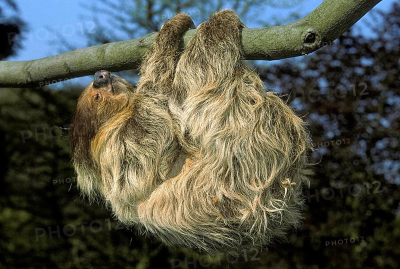 Two Toed Sloth (choloepus didactylus), Adult hanging from Branch