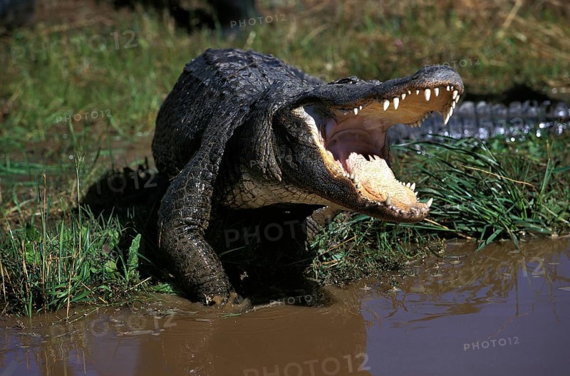 American Alligator, alligator mississipiensis, Adult with Open Mouth in Defensive Posture