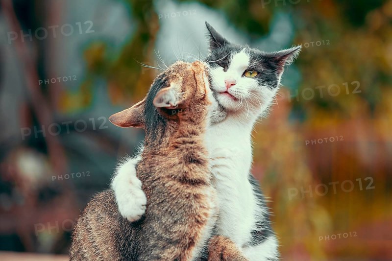 Funny tabby cat bite gray and white cat in fall colors