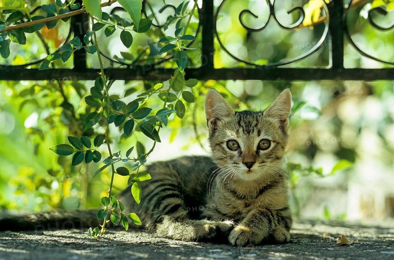 Young domestic kitten, GR-Lesbos