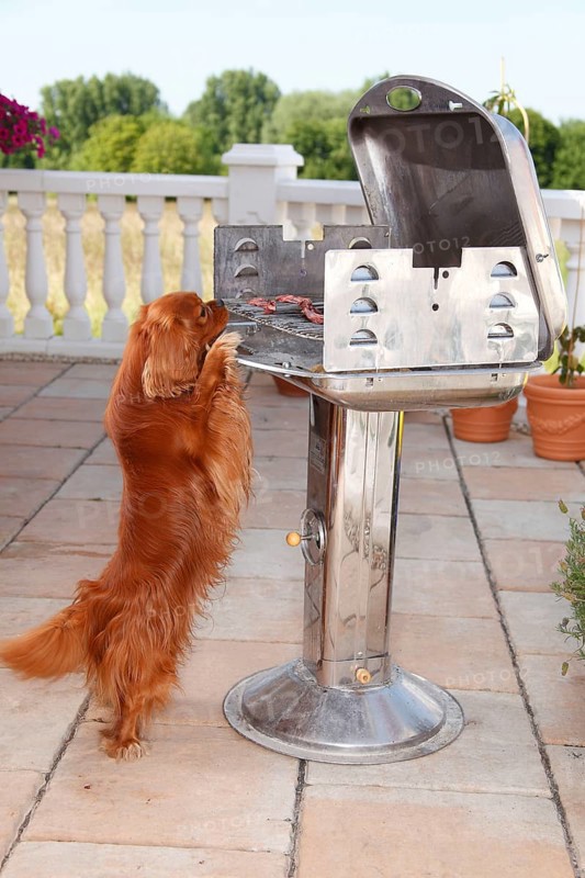 Cavalier King Charles Spaniel, ruby, at barbecue/grilling