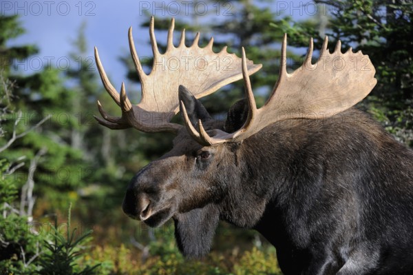 Elk (Alces alces), male, Cap Breton Highlands National Park, Canada, North America