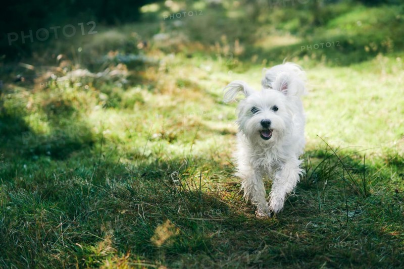 White adorable dog running in forest on sunny day. Pets concept