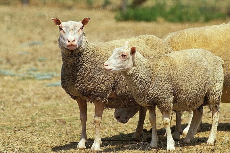 Charmois domestic sheep, a French breed