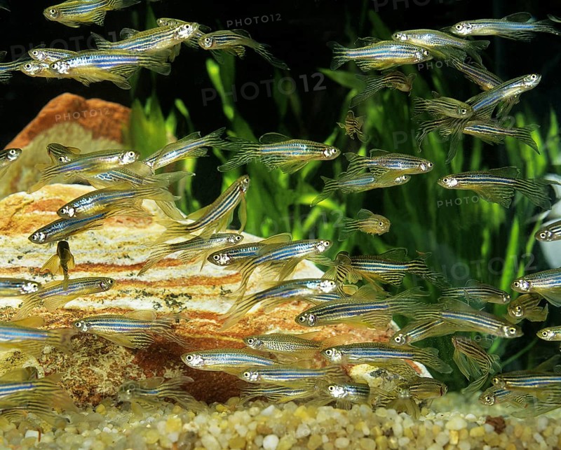Zebrafish (brachydanio rerio) (Brachydanio rerio), Zebrafish, Animals, Other animals, Fishes, Carp-like, Carpfishes, Long-Finned Zebra Fish, Aquarium Fishes