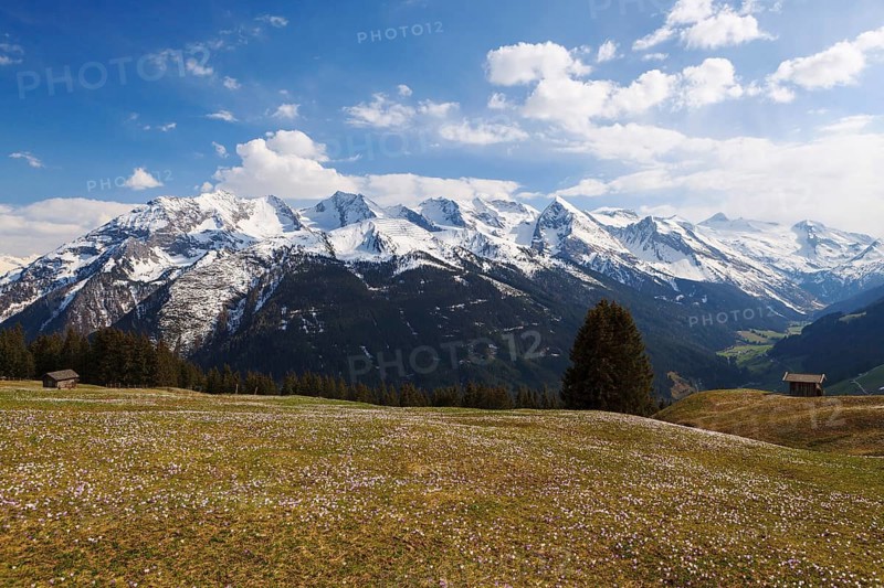 Crocus meadow in the mountains, Zillertal valley, Tyrol, Austria, Europe