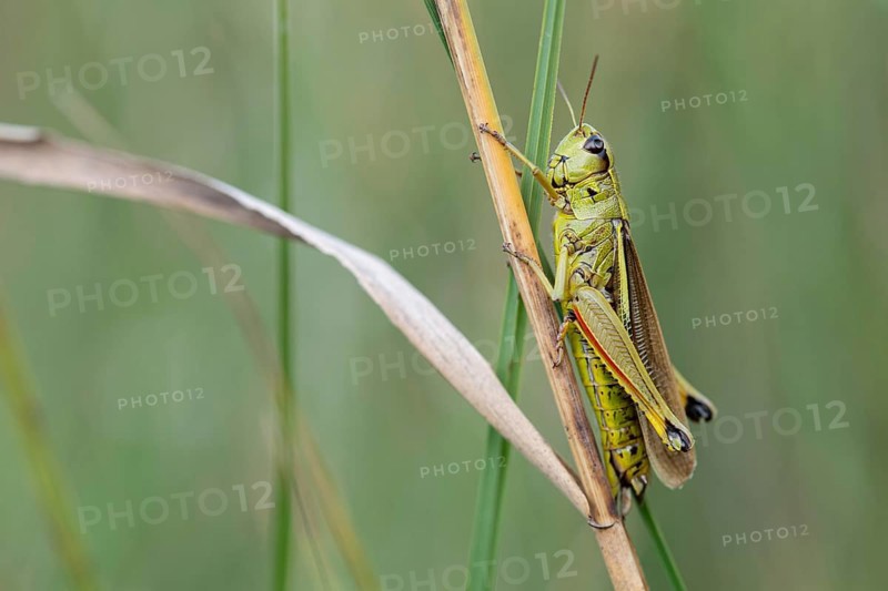 Large marsh grasshopper (Stethophyma grossum), sitting on blade of grass, Spatenbräufilz, Bavaria, Germany, Europe