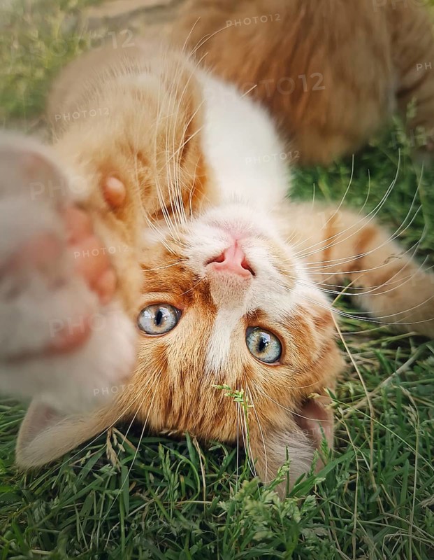 Playful orange kitten lying upside down on the green grass. Little ginger cat cute scene outdoors in the nature
