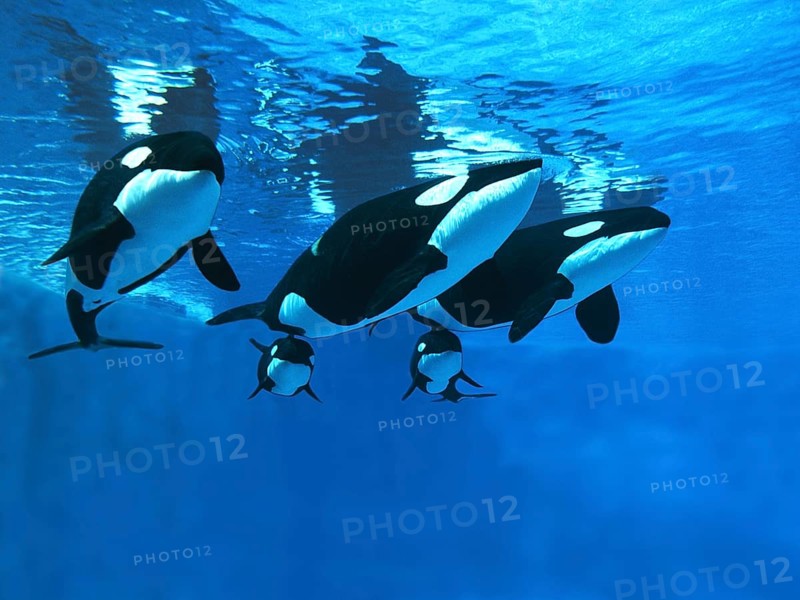 Killer Whale (orcinus orca), Females with calf