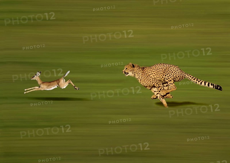 CHEETAH (acinonyx jubatus), Adult hunting a Thomson's Gazelle, gazella thomsoni