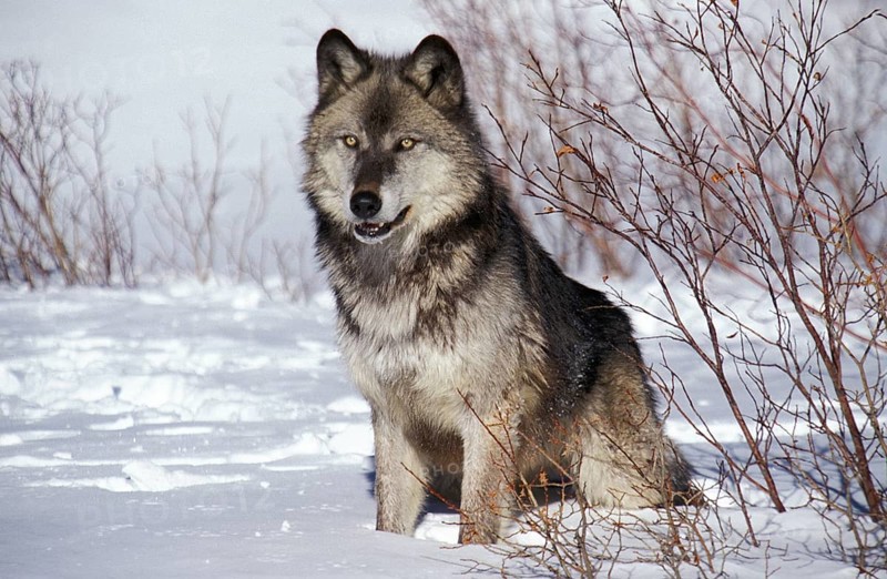North American mackenzie valley wolf (canis lupus occidentalis), adult on snow, Canada, North America