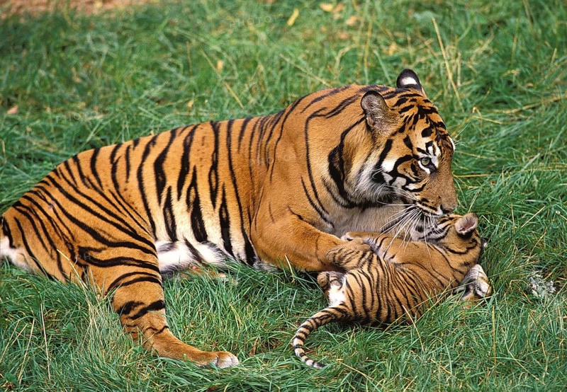 Sumatran tiger (panthera tigris sumatrae), FEMALE PLAYING WITH DICE