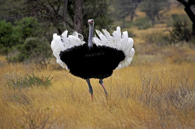 Ostrich (struthio camelus), Male in Courtship display, Masai Mara Park in Kenya