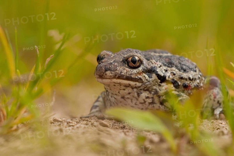 Common spadefoot (Pelobates fuscus) Rhineland-Palatinate, Germany, Europe