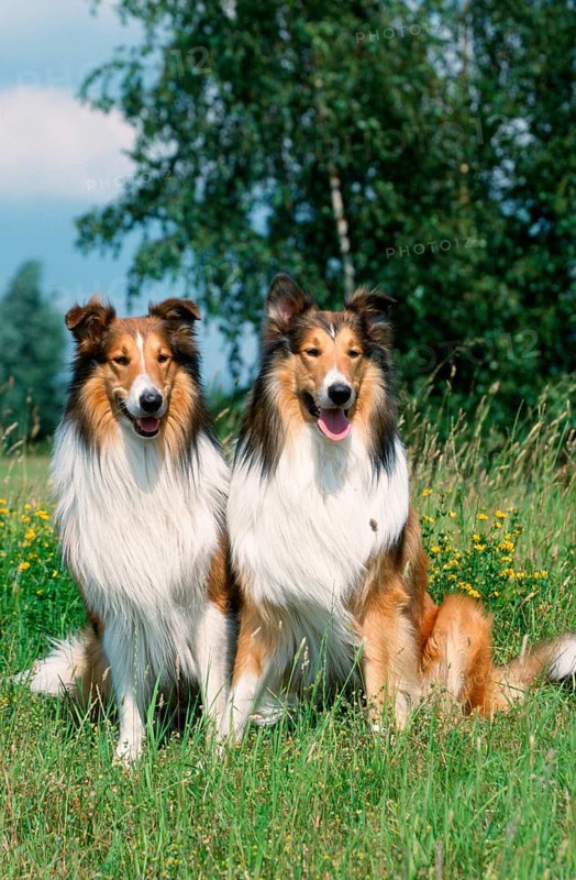 Collies, Scottish Shepherd Dog
