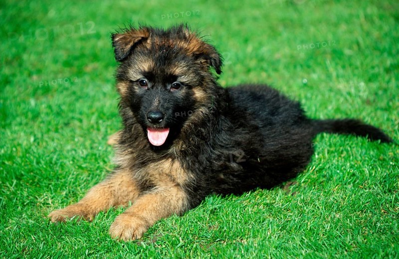 German shepherd, puppy, 8 weeks, Alsatian
