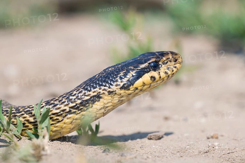 Four-lined Snake (Elaphe quatuorlineata), Bulgaria, Europe