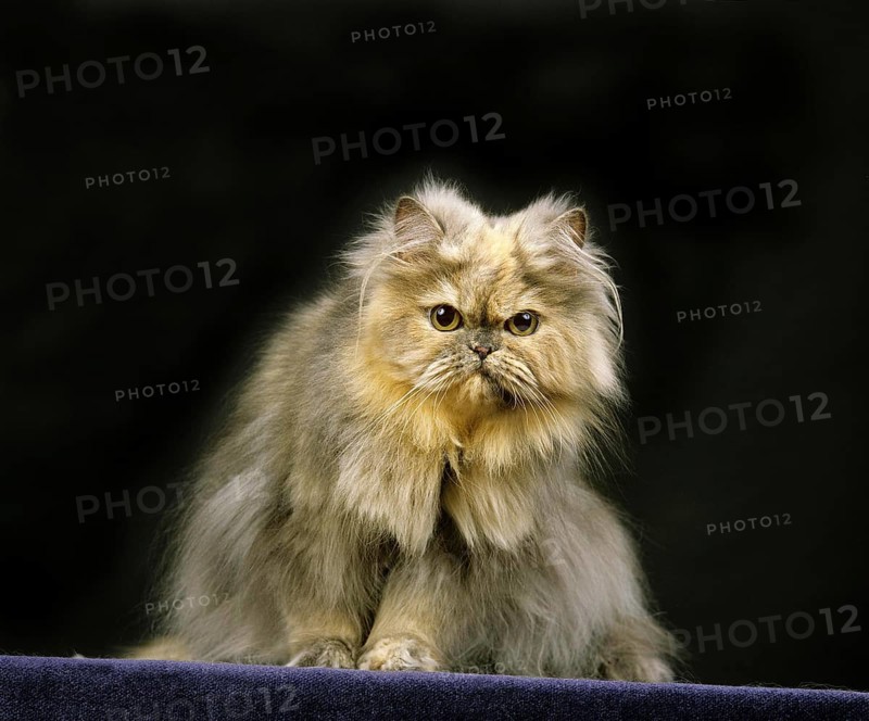 Smoke Persian Domestic Cat, Adult sitting against Black Background
