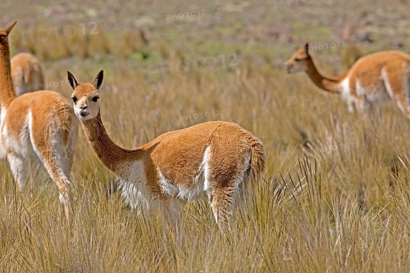 Vicuna (vicugna vicugna), Pampas Galeras Reserve in Peru
