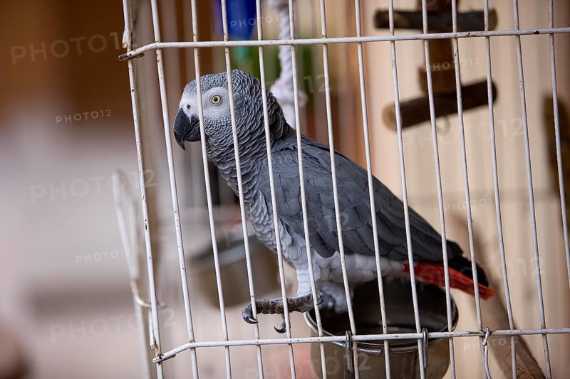 African Grey Parrot (psittacus erithacus), Adult standing in Cage