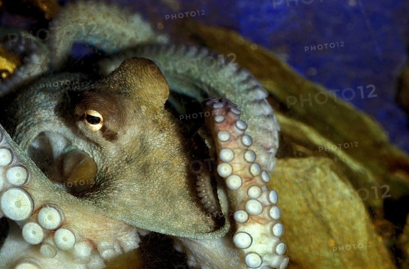 COMMON OCTOPUS (octopus vulgaris)