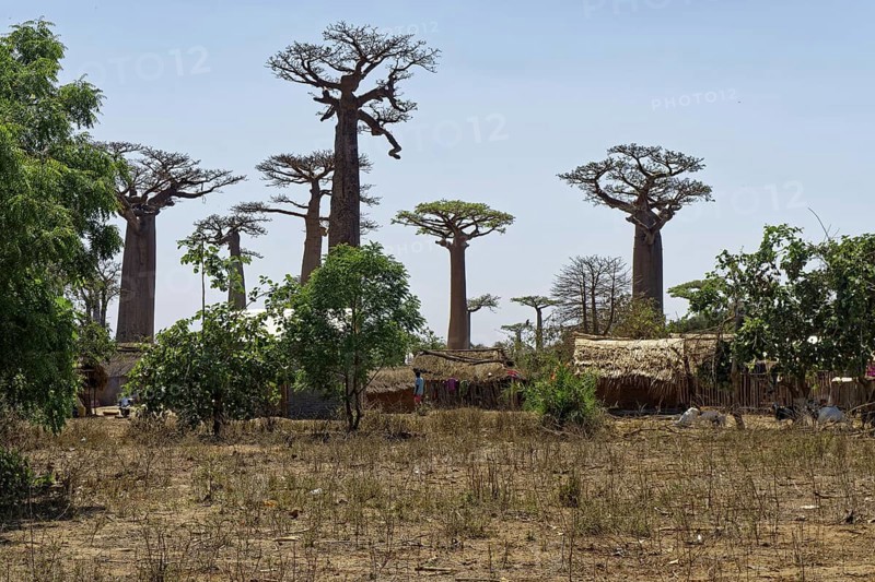 Baobab Avenue, African baobab (adansonia digitata), Madagascar, Africa