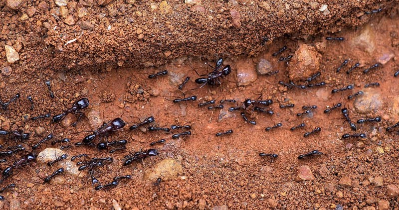 Ants, Masai Mara Park in Kenya