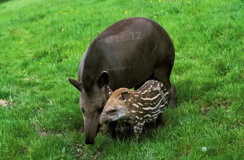 Lowland Tapir (tapirus terrestris), Female with Calf