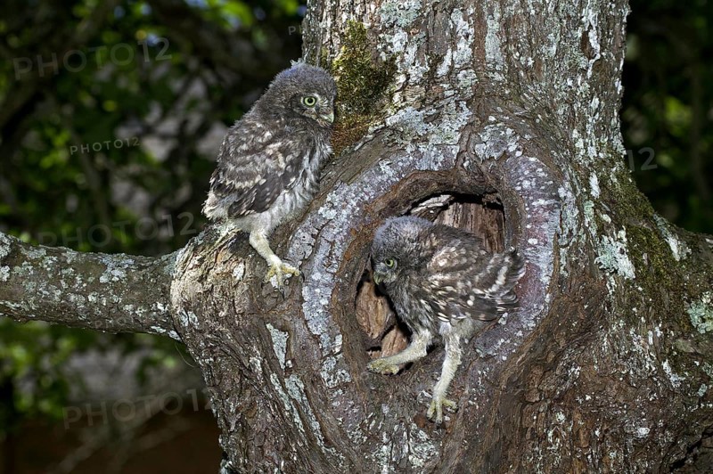 LITTLE OWL (athene noctua), CHIK AT NEST ENTRANCE, NORMANDY IN FRANCE