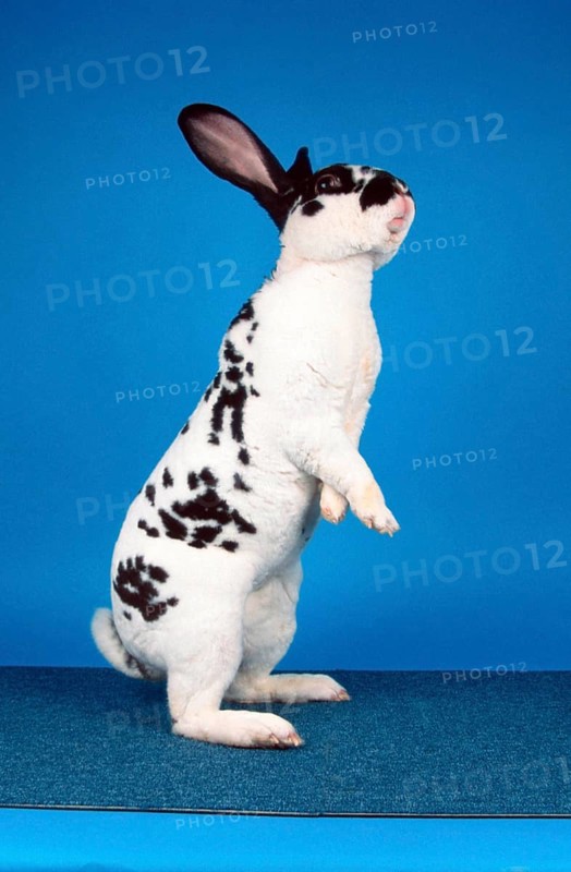 Dalmatian Rex Rabbit, Domestic Rabbit