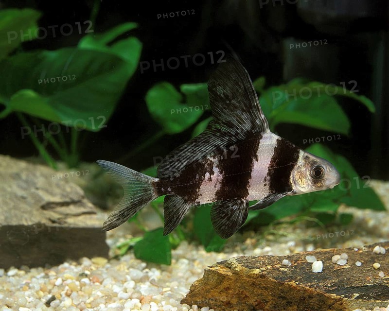 Freshwater Batfish or Chinese Sucker (myxocyprinus asiaticus), Aquarium fish