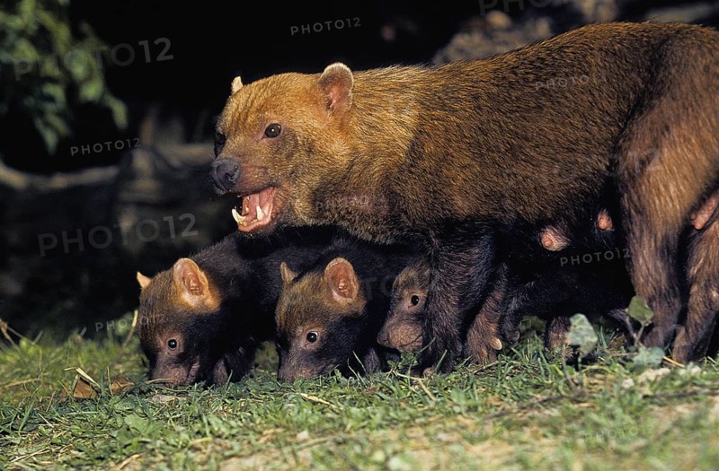 Bush dog (speothos venaticus) or bush dog, mother with young
